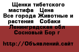 Щенки тибетского мастифа › Цена ­ 80 - Все города Животные и растения » Собаки   . Ленинградская обл.,Сосновый Бор г.